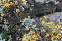 Helichrysum lepidissimum