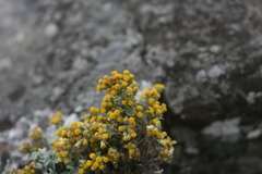 Helichrysum lepidissimum