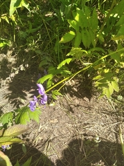 Aconitum fischeri