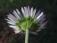 Bellis sylvestris