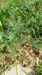 Tripleurospermum inodorum