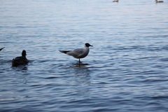 Chroicocephalus ridibundus