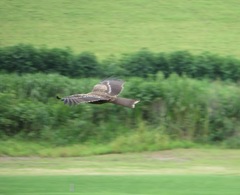 Milvus migrans lineatus