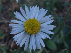 Bellis sylvestris