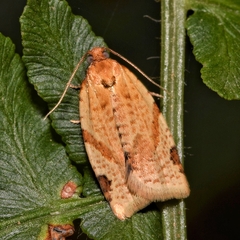 Paramesia gnomana