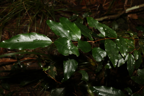 Dissiliaria baloghioides (Dissiliaria baloghioides)