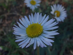 Bellis sylvestris