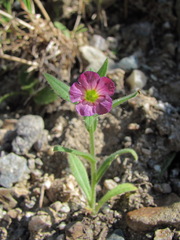 Nonea versicolor