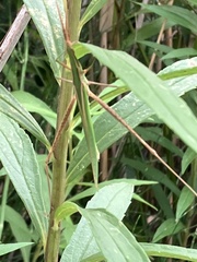Acrida cinerea