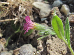 Nonea versicolor