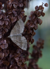 Scotopteryx chenopodiata
