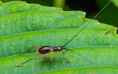 Trigonidium cicindeloides