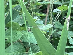 Ischnura senegalensis