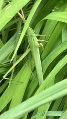Acrida cinerea