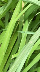 Acrida cinerea