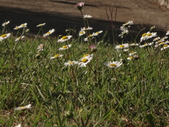Bellis sylvestris
