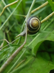 Cepaea hortensis