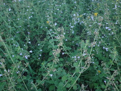 Clinopodium menthifolium ascendens
