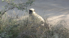 Semnopithecus entellus