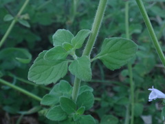 Clinopodium menthifolium ascendens