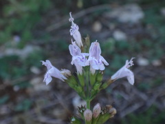 Clinopodium menthifolium ascendens