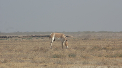 Equus hemionus khur