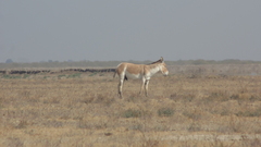 Equus hemionus khur