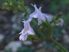 Clinopodium menthifolium ascendens