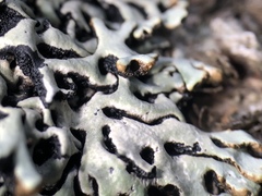 Hypogymnia incurvoides