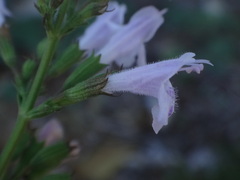 Clinopodium menthifolium ascendens