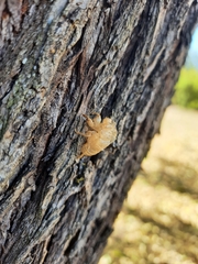 Lyristes plebejus