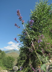 Nepeta grandiflora