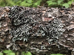 Hypogymnia incurvoides