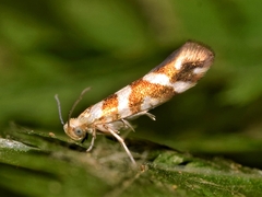 Argyresthia goedartella