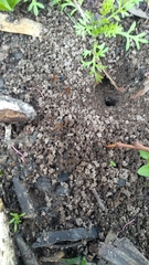 Camponotus consobrinus