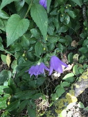 Campanula rapunculoides