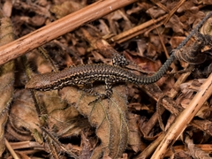 Podarcis muralis