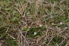 Falkia repens