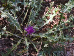 Cirsium acaule