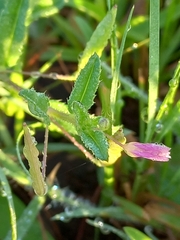 Cleome simplicifolia