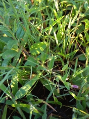 Cleome simplicifolia