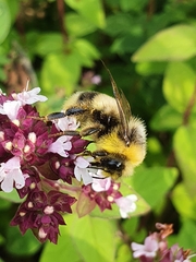 Bombus