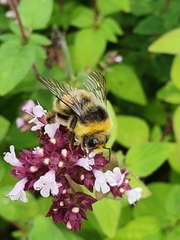 Bombus
