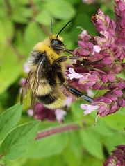 Bombus