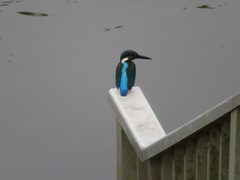 Alcedo atthis bengalensis