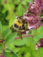 Bombus