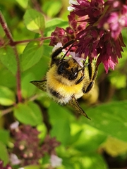 Bombus