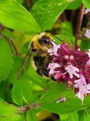 Bombus