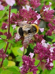 Bombus