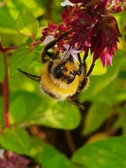 Bombus